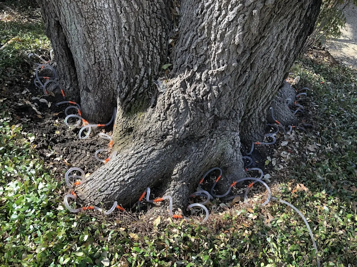 Detailed Shrub and Hedge Trimming job site in Bynum
