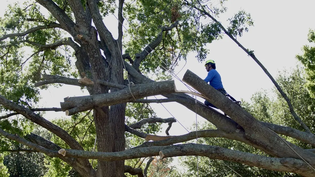 Professional Crown Thinning performed by certified arborists in Bynum