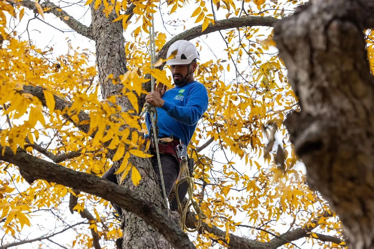 Skilled Tree Transplanting crew working in Bynum